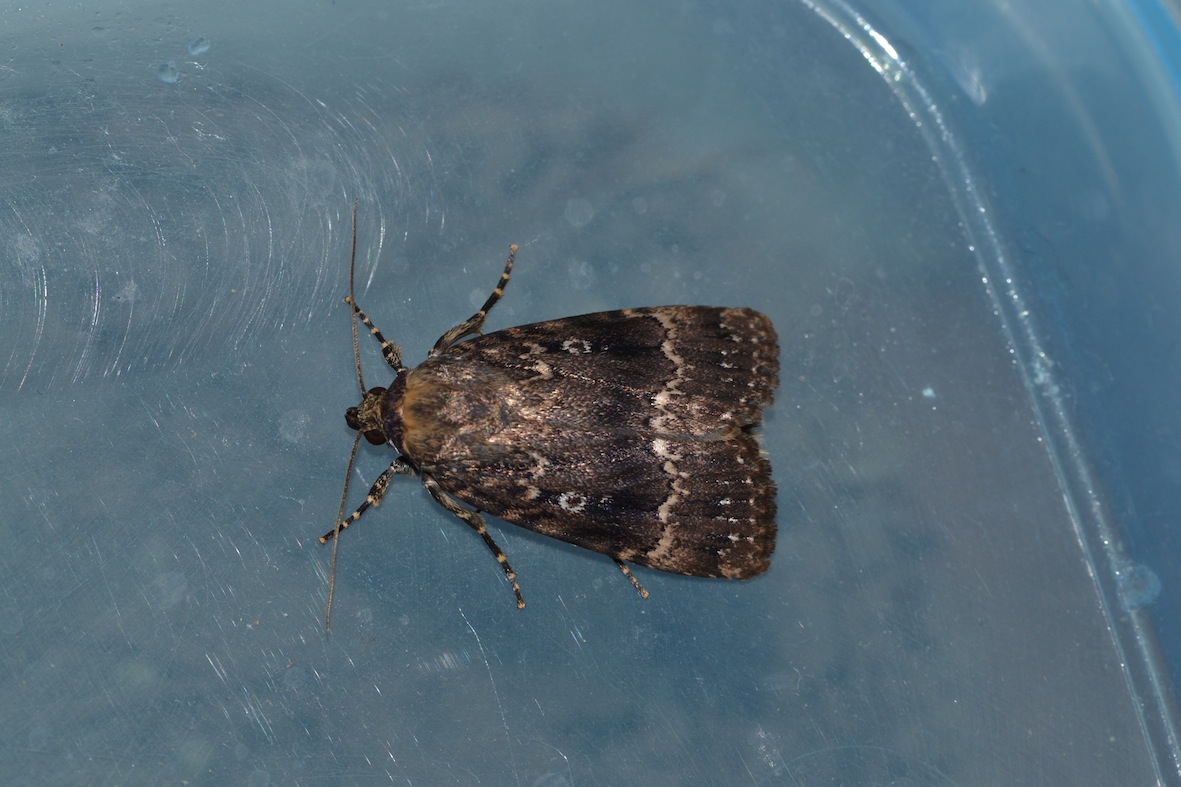 Bruco da identificare e consigli per l''allevamento